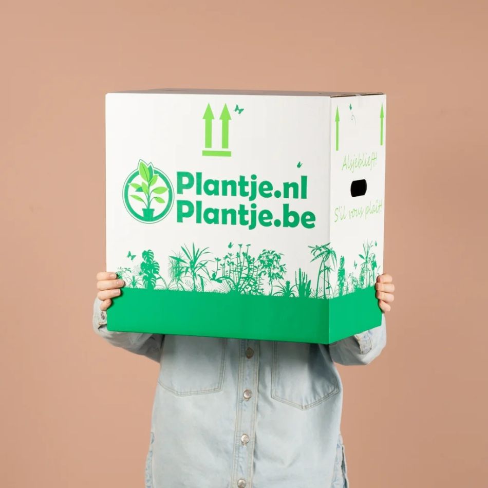 Halve Groene Kneusjesbox incl. bio sierpotten (6 stuks)