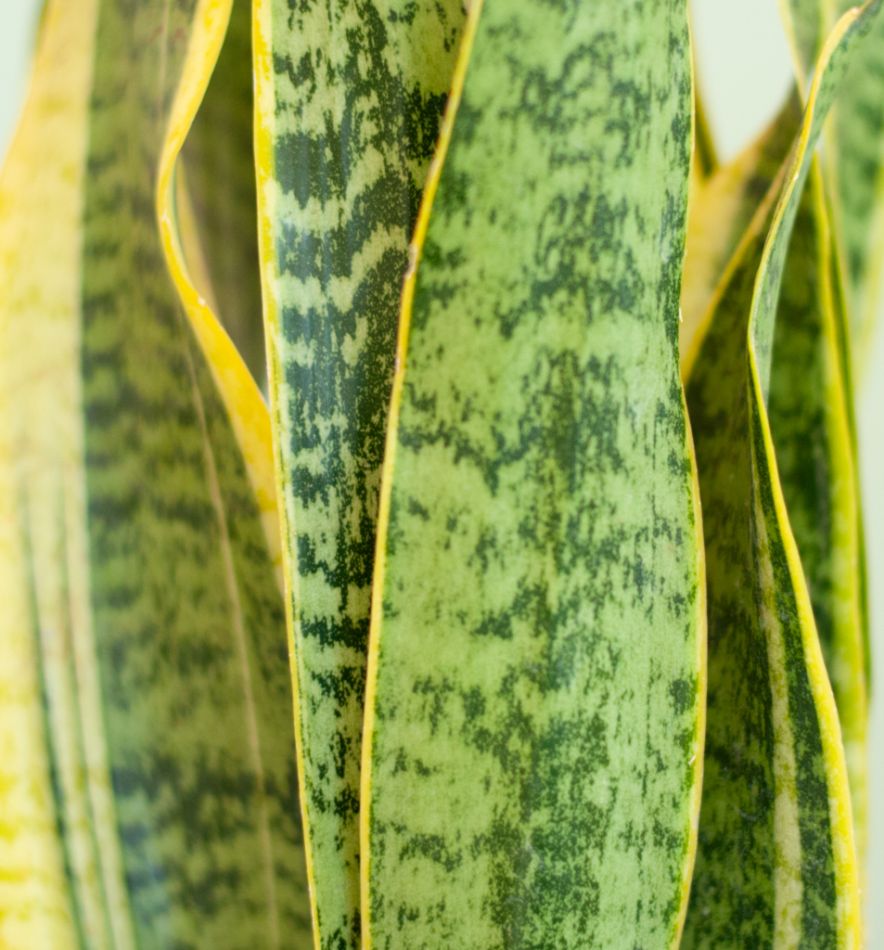 5-vaderdag-kamerplant-plant-cadeau-papa-leuk-plantje