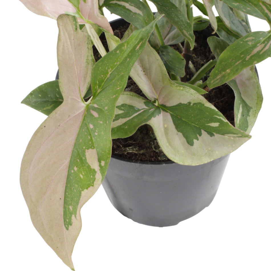 Syngonium Podophyllum Red Spot - P12