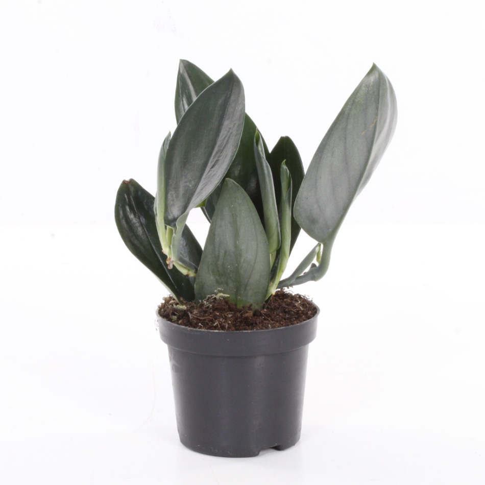 Scindapsus Treubii Dark plant