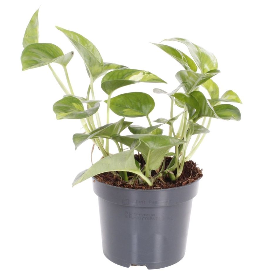 Epipremnum Pinnatum Global Green
