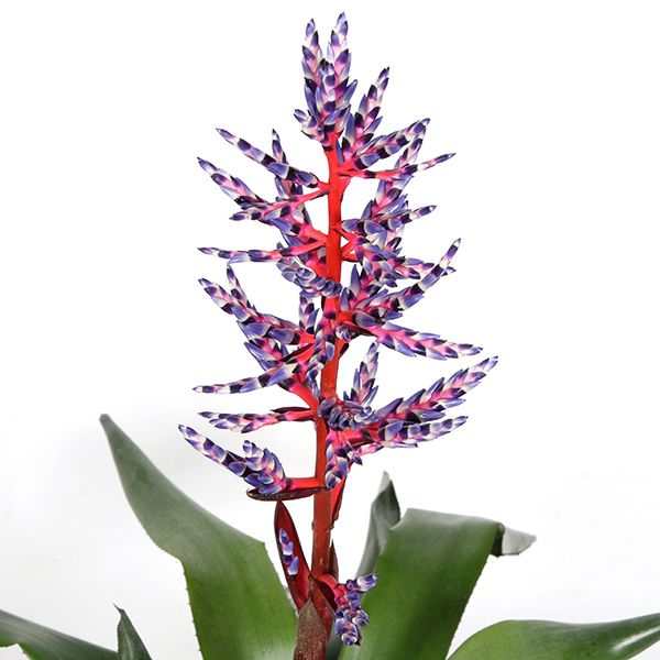 Aechmea Blue rain bloem