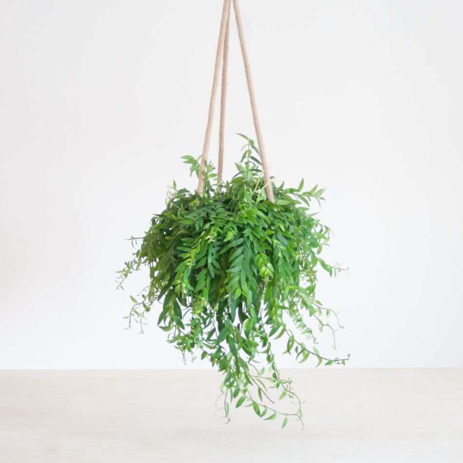 Aeschynanthus Japhrolepis - Lipstickplant - P15