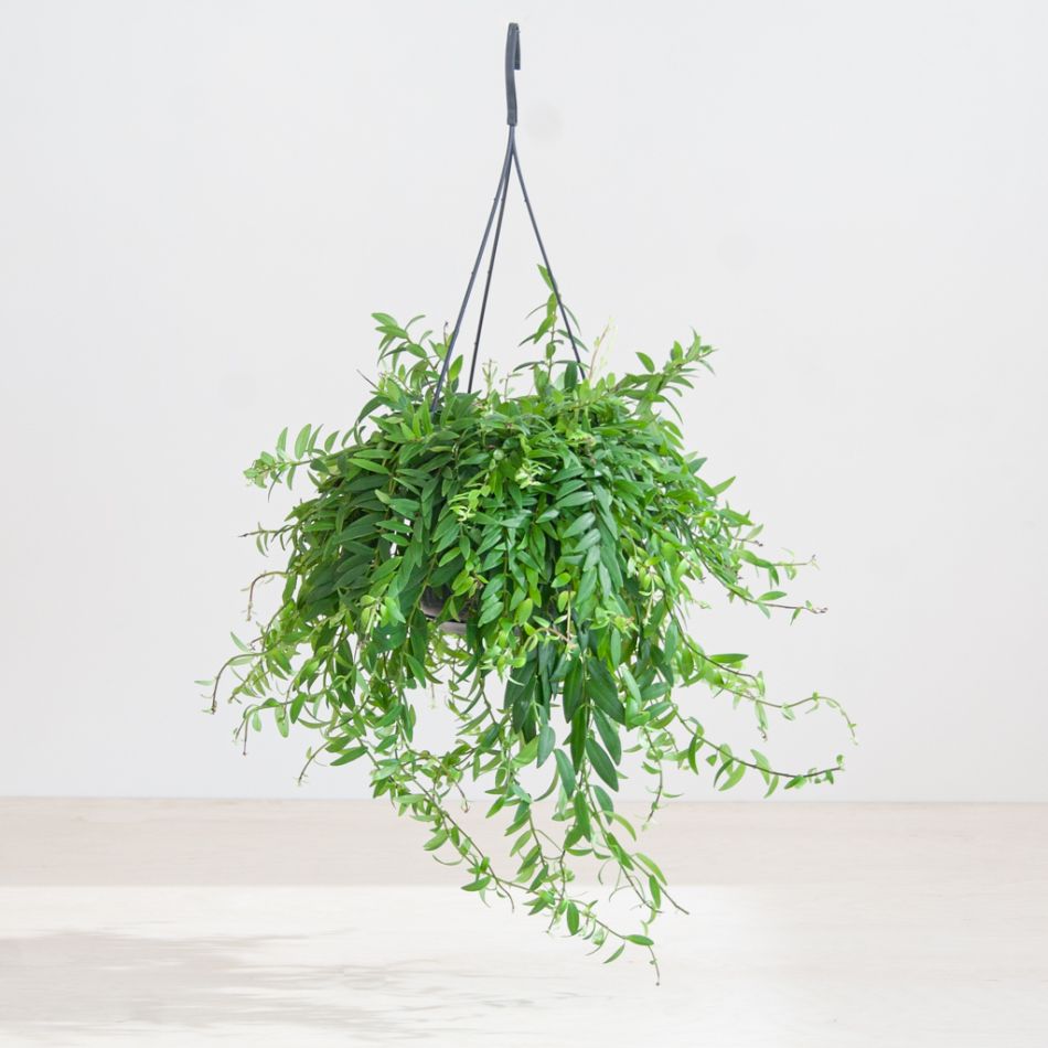 Aeschynanthus Japhrolepis - Lipstickplant - P15