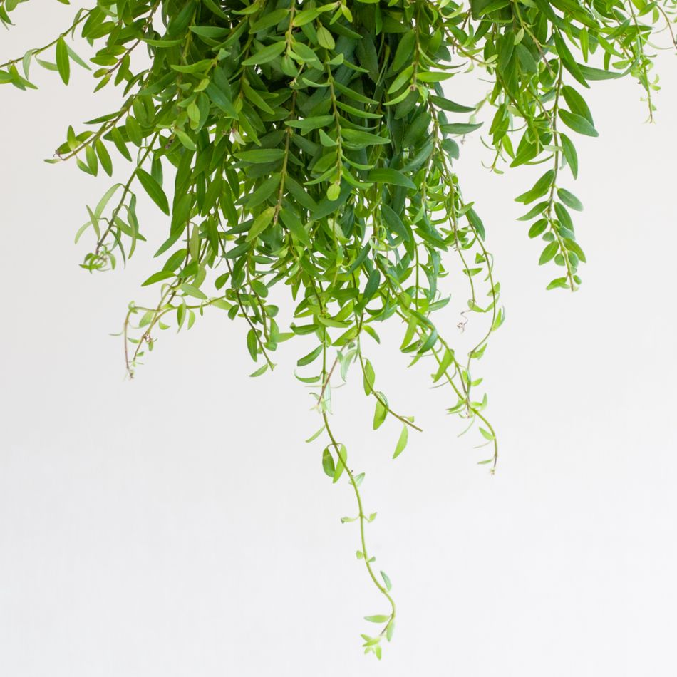 Aeschynanthus Japhrolepis - Lipstickplant - P15
