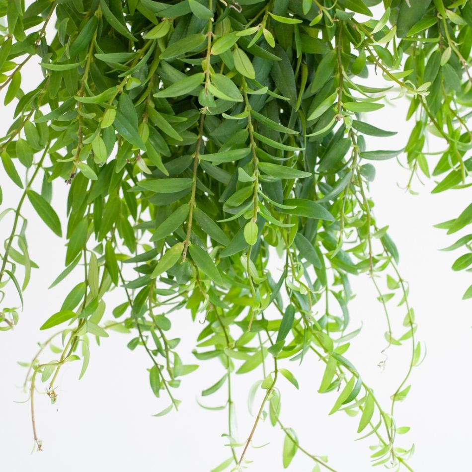Aeschynanthus-Japhrolepis-6