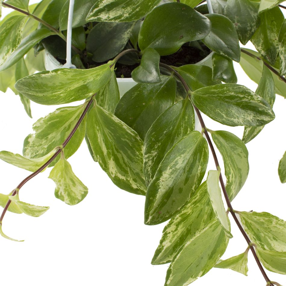Aeschynanthus bont