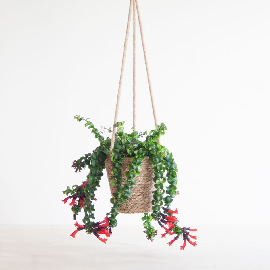 Aeschynanthus Lobbianus Twister - Lipstickplant - P15