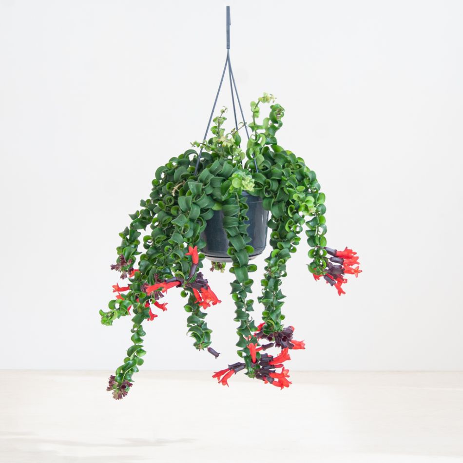 Aeschynanthus Lobbianus Twister - Lipstickplant - P15