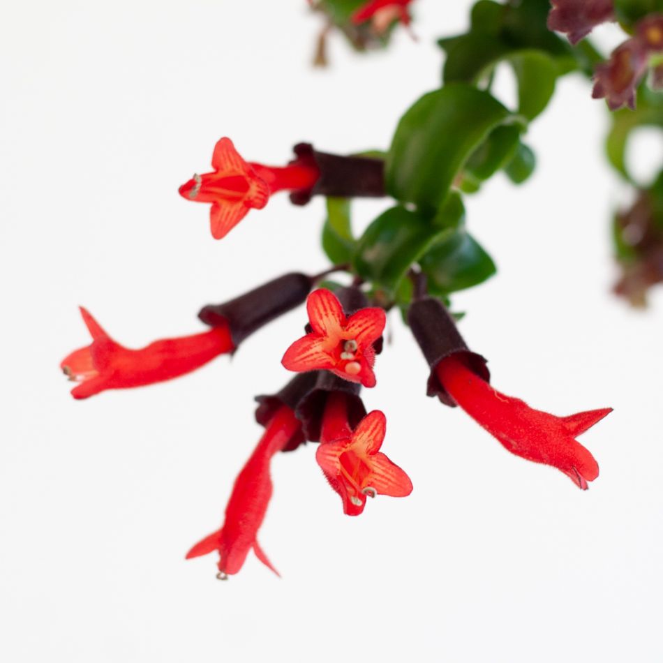 Aeschynanthus Lobbianus Twister - Lipstickplant - P15