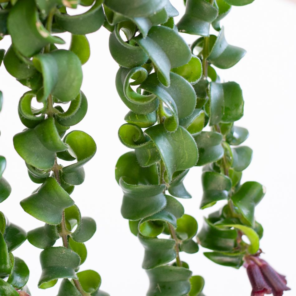 Aeschynanthus Lobbianus Twister - Lipstickplant - P15