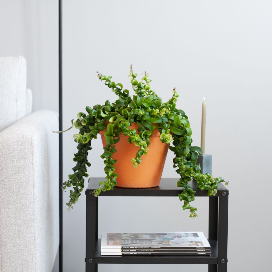 Aeschynanthus Rasta - P15