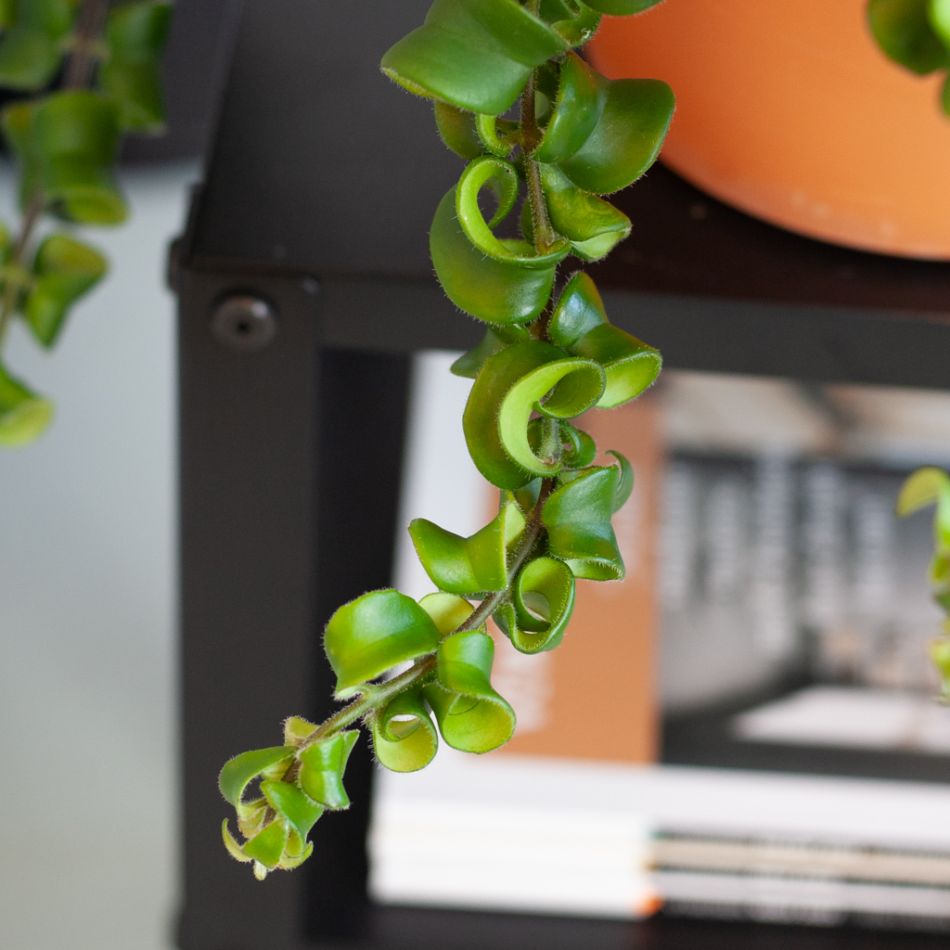 Aeschynanthus Rasta - P15