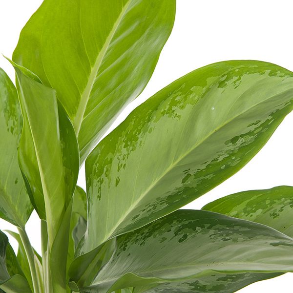 Aglaonema cleopatra verzorging