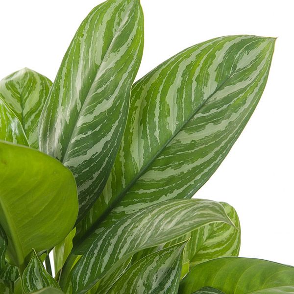 Aglaonema