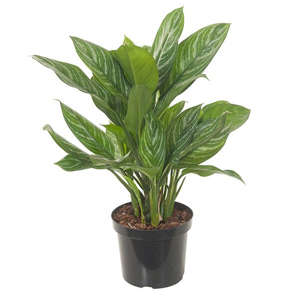 Aglaonema stripes