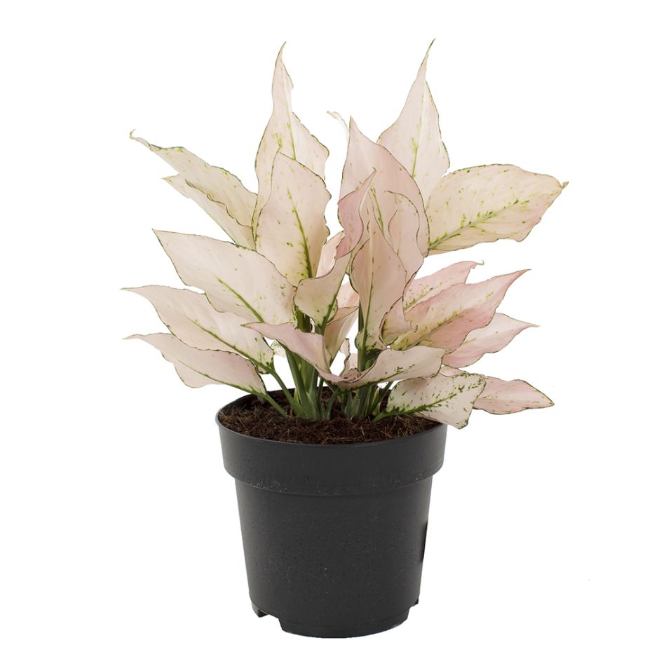 Aglaonema hybride pink