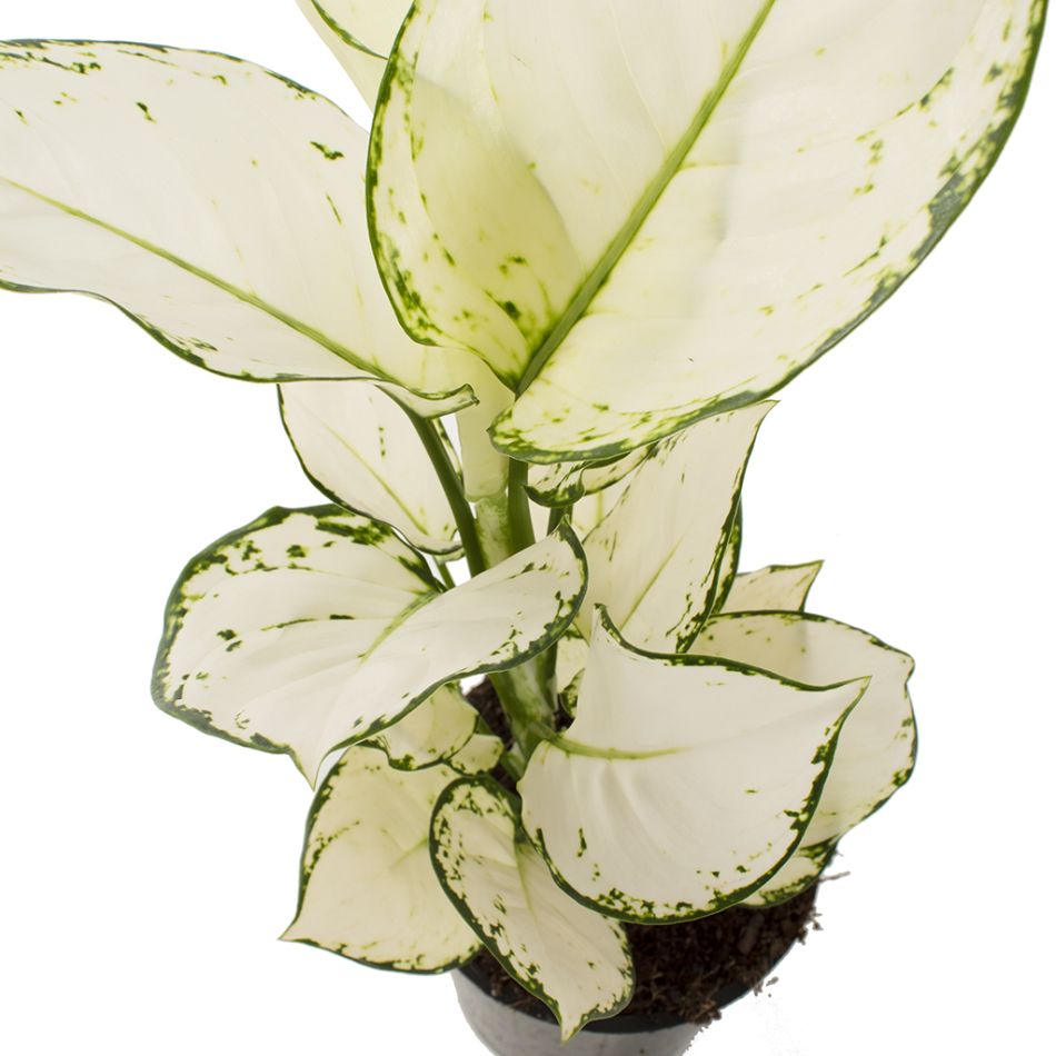 witte aglaonema