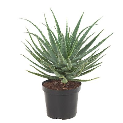 Alo -arborescens-kandelaar-aloe-19-20