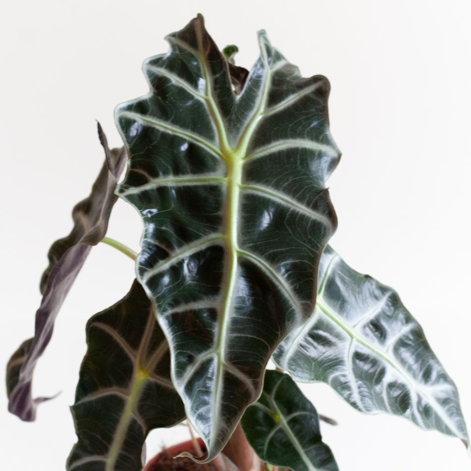 Alocasia Amazonica Polly - Skeletplant - P12