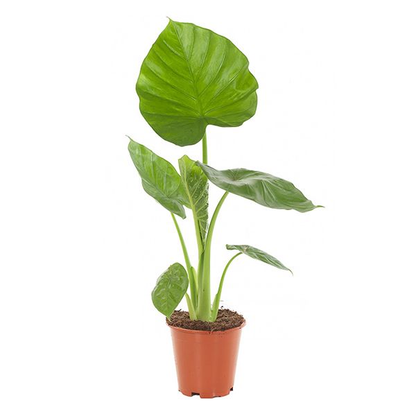 Alocasia Calidora
