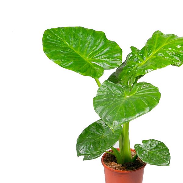 olifantsoorplant