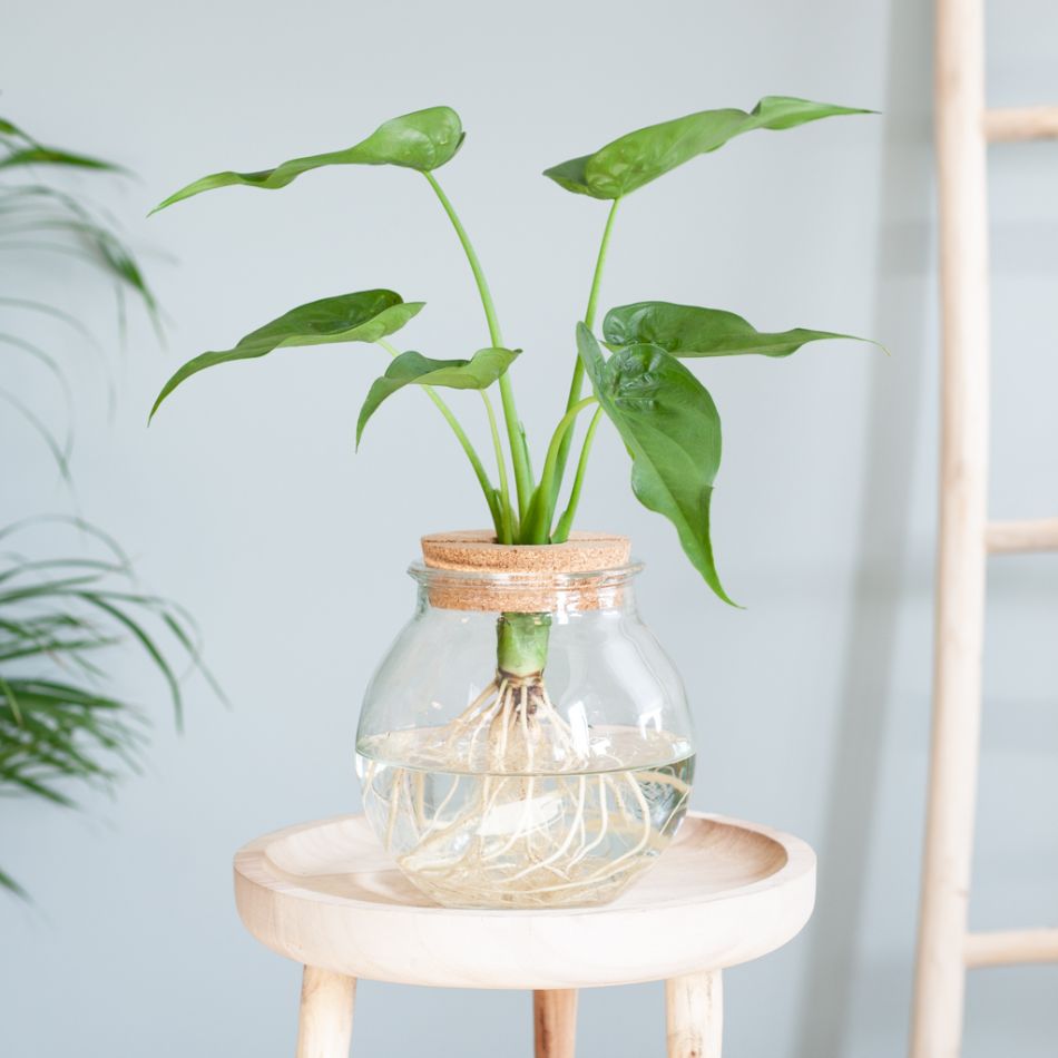 Alocasia Cucullata in bolglas