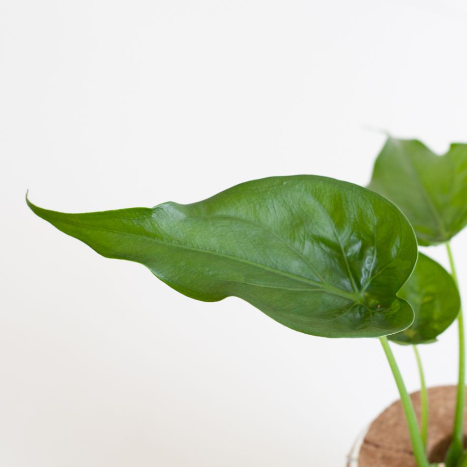 Alocasia Cucullata in bolglas