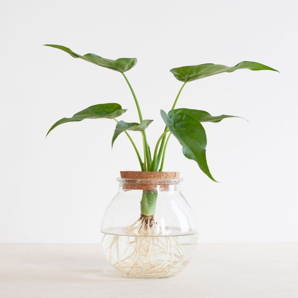 Alocasia Cucullata in bolglas