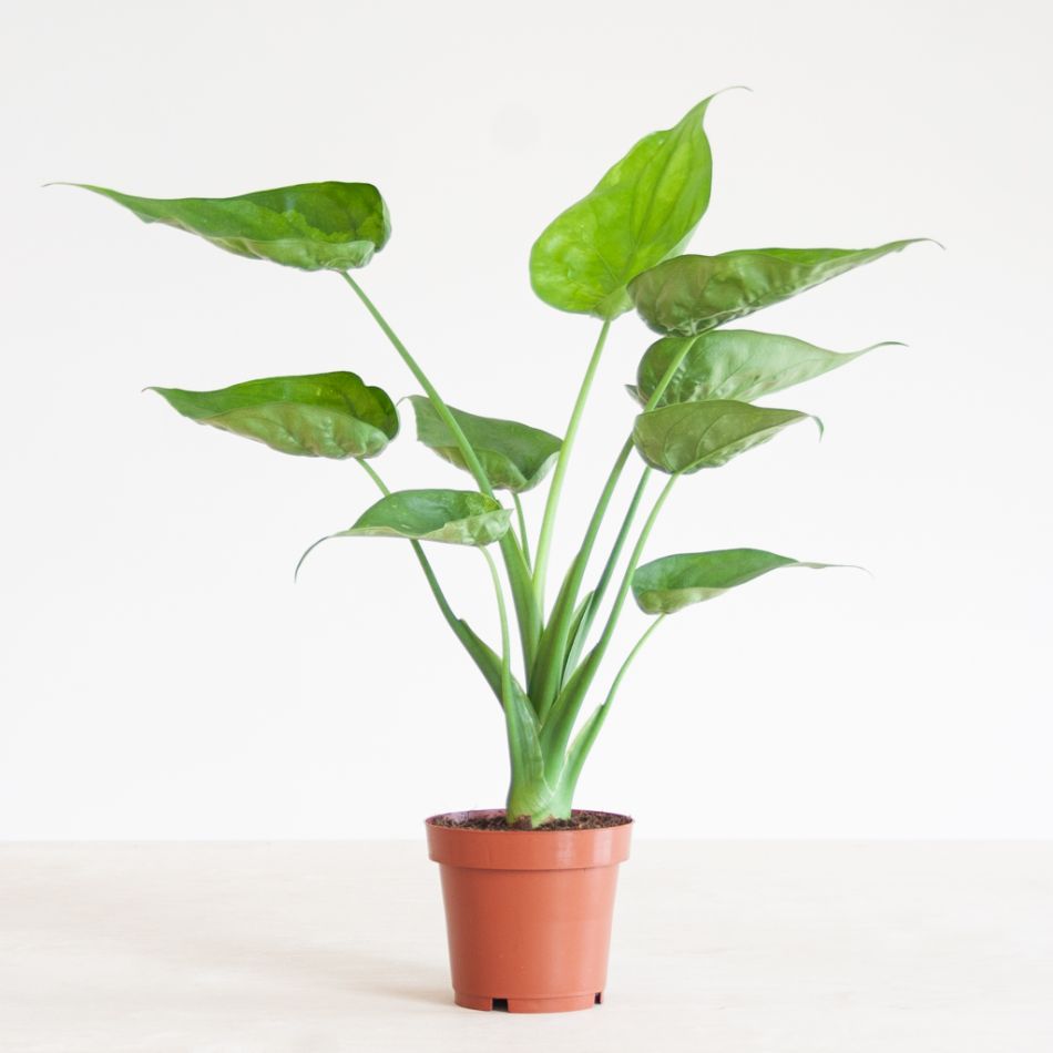 Alocasia Cucullata - P12