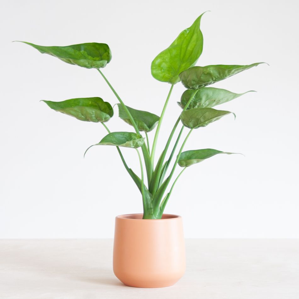 Alocasia Cucullata - P12