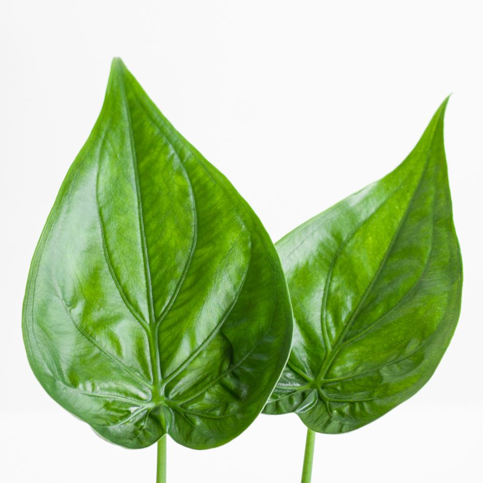 Alocasia Cucullata - P12