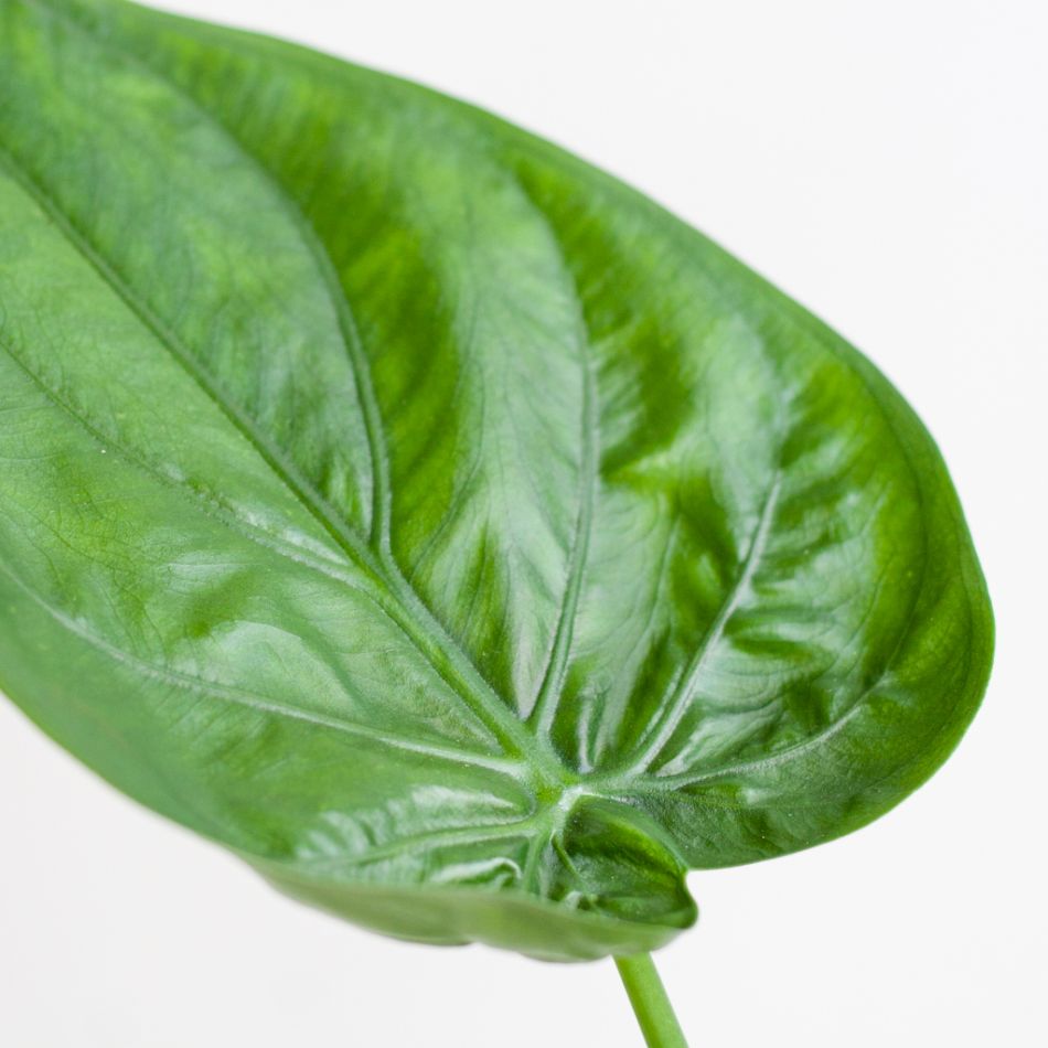 Alocasia Cucullata - P12