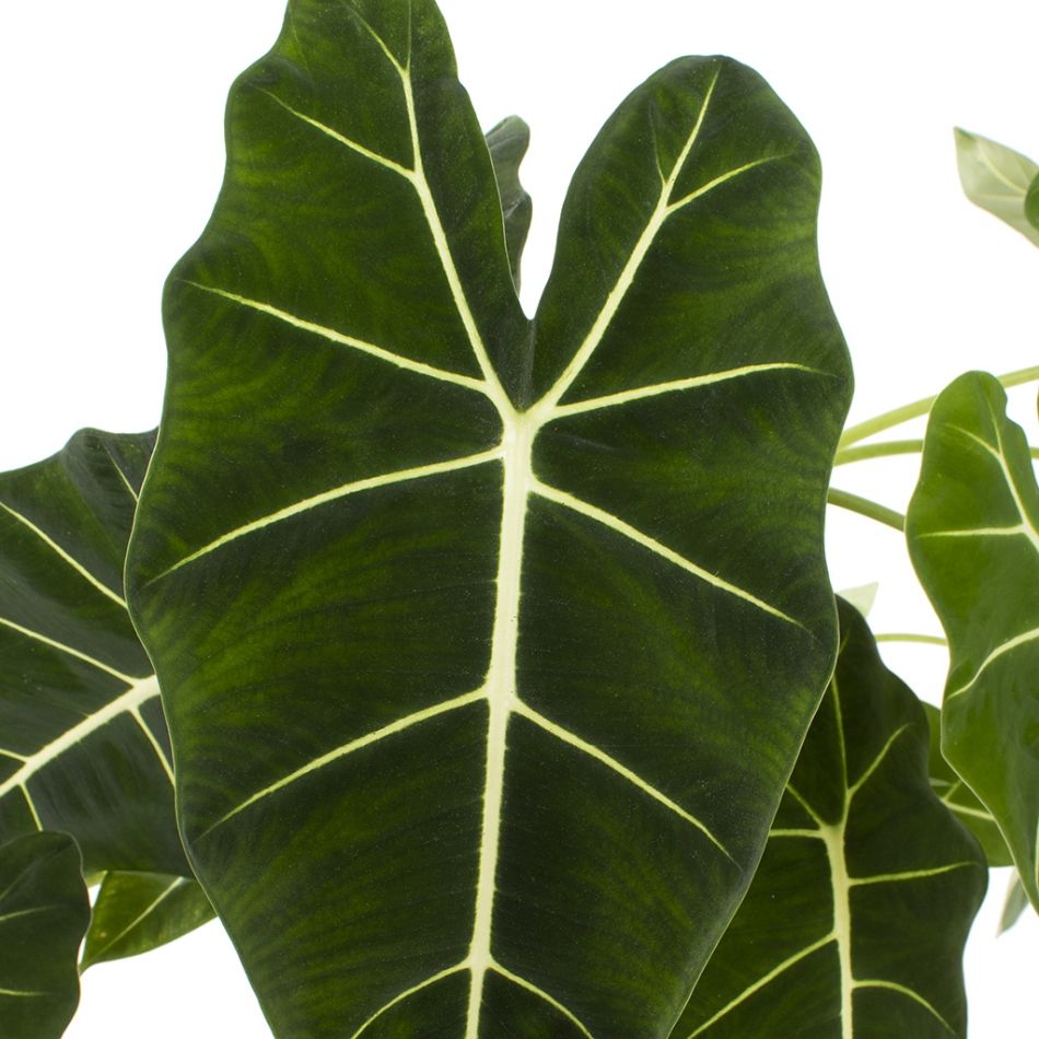 Alocasia Frydek blad