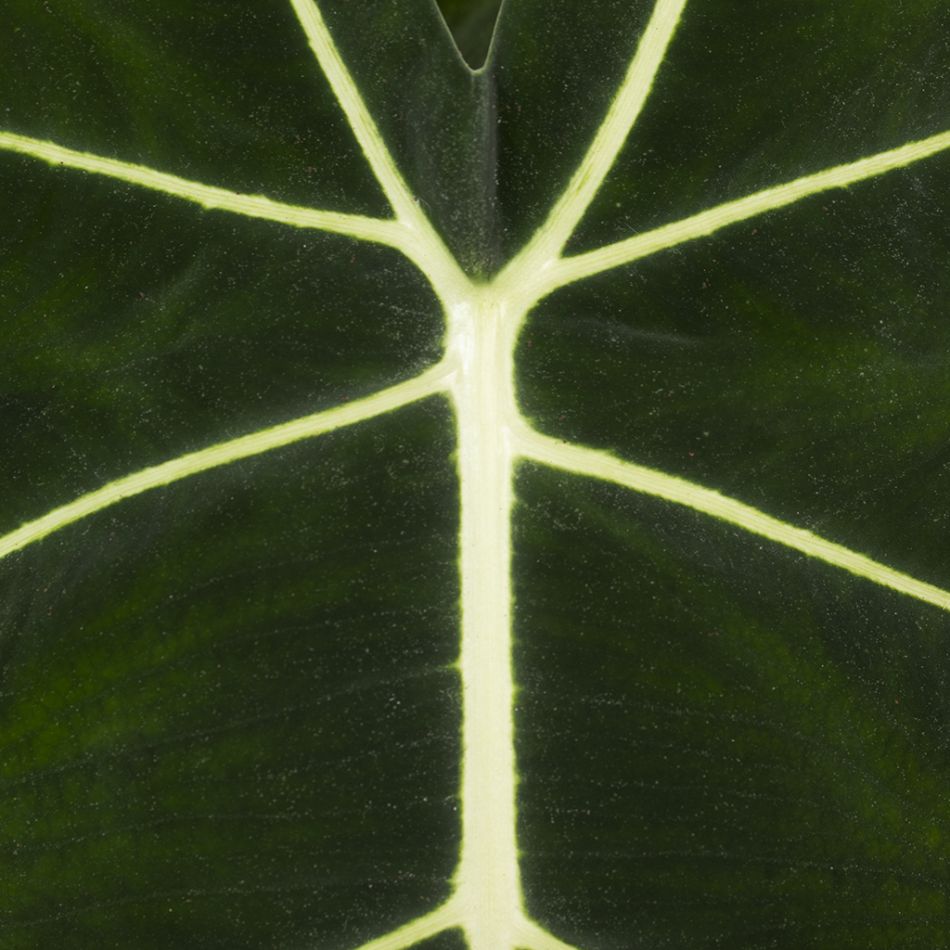 Alocasia Frydek