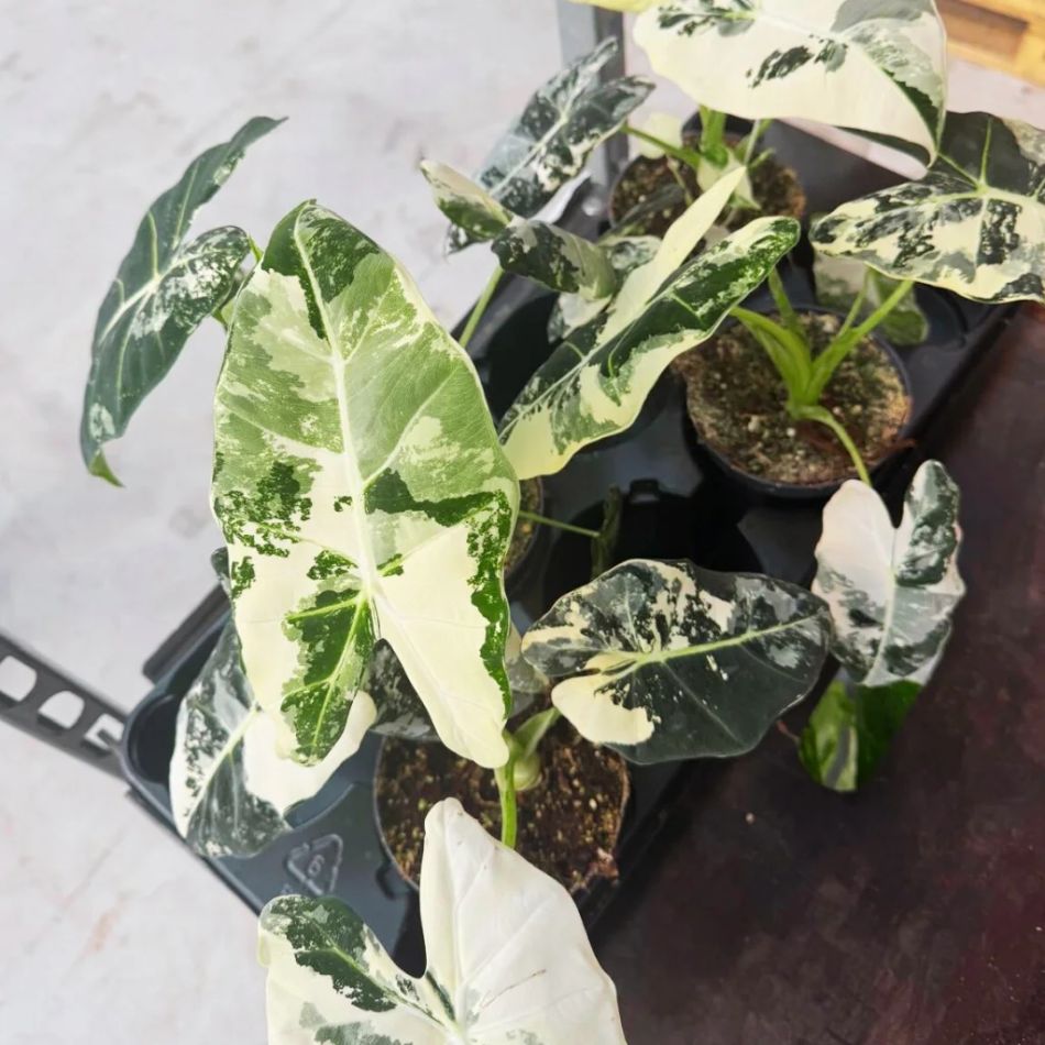Alocasia Frydek variegata plant