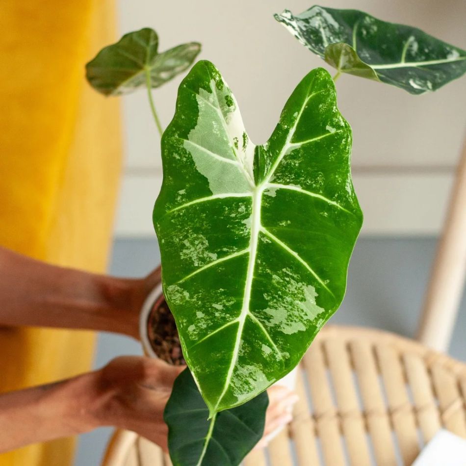 Alocasia Frydek variegata