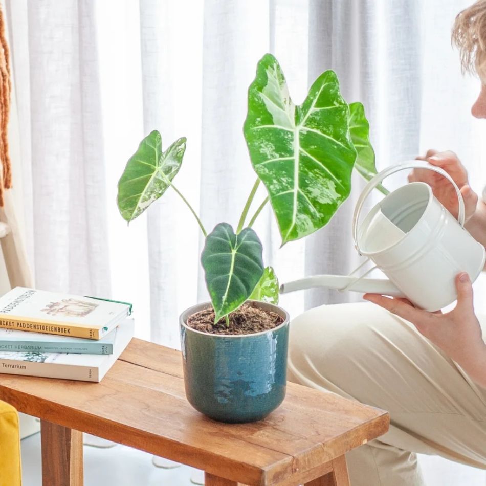 Alocasia Frydek variegata sfeer