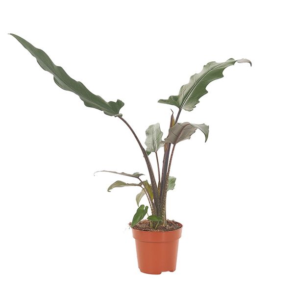 alocasia lauterbachiana