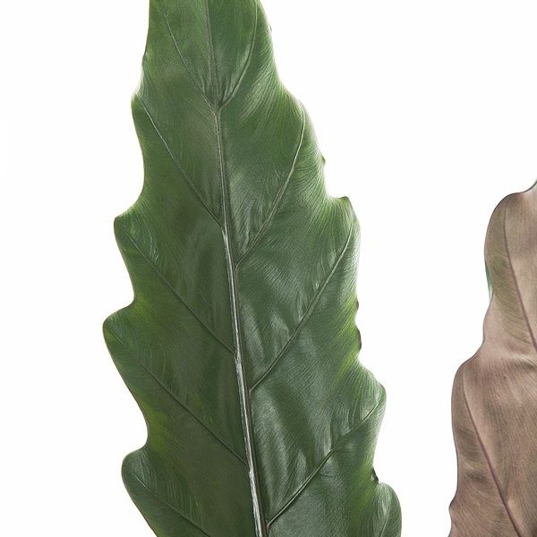 Alocasia Lauterbachiana blad