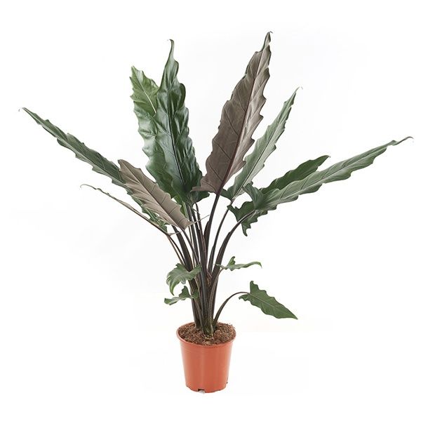 Alocasia Lauterbachiana