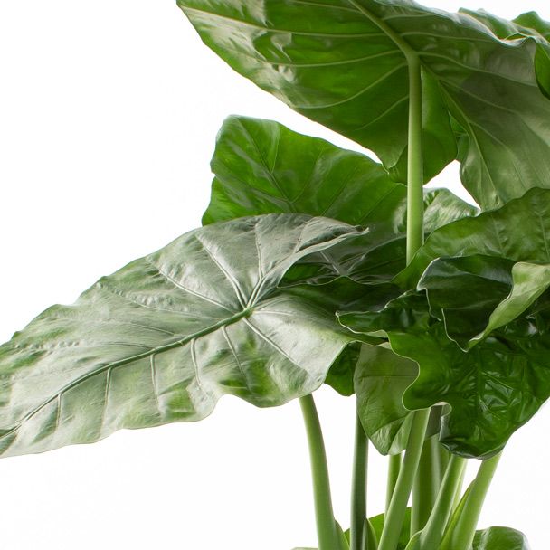Alocasia Macrophylla