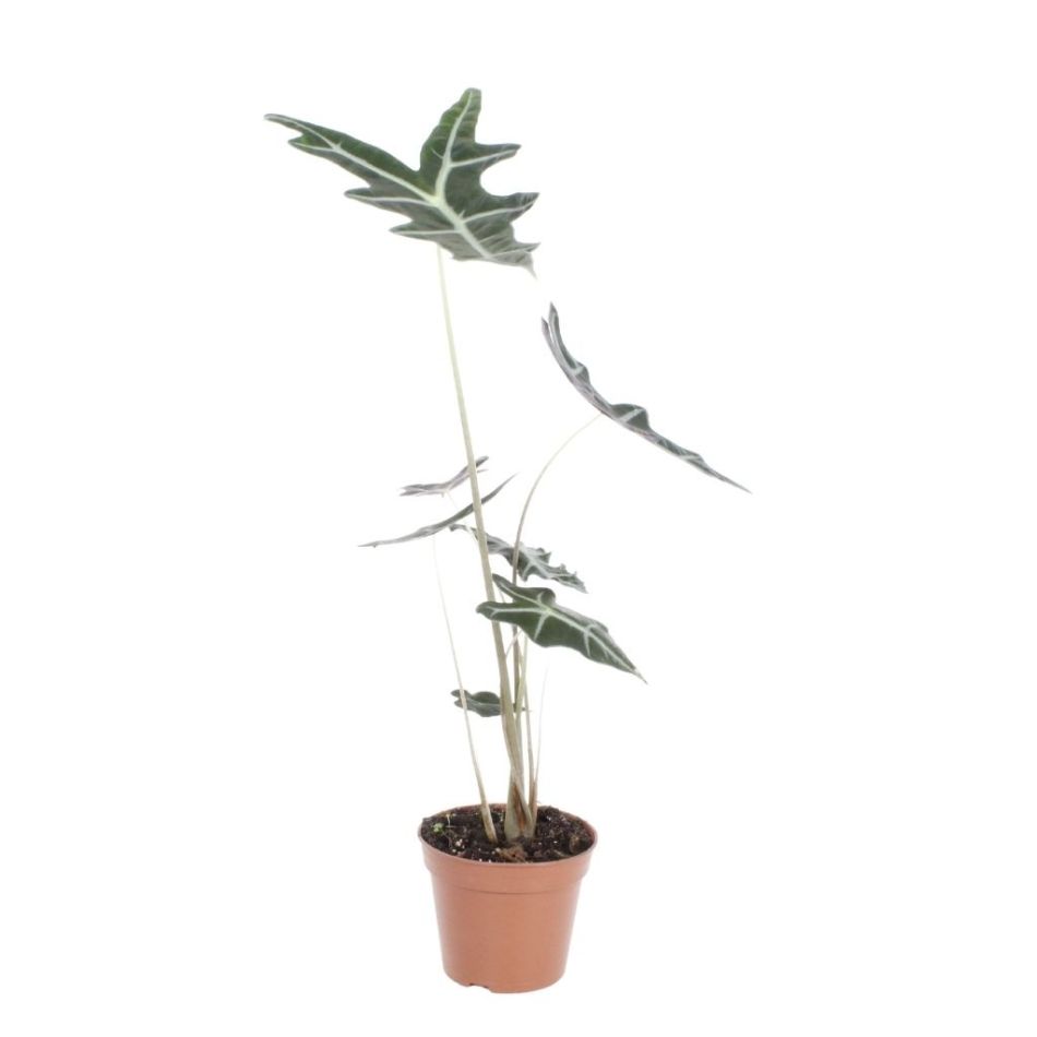 Alocasia Nobilis - P12