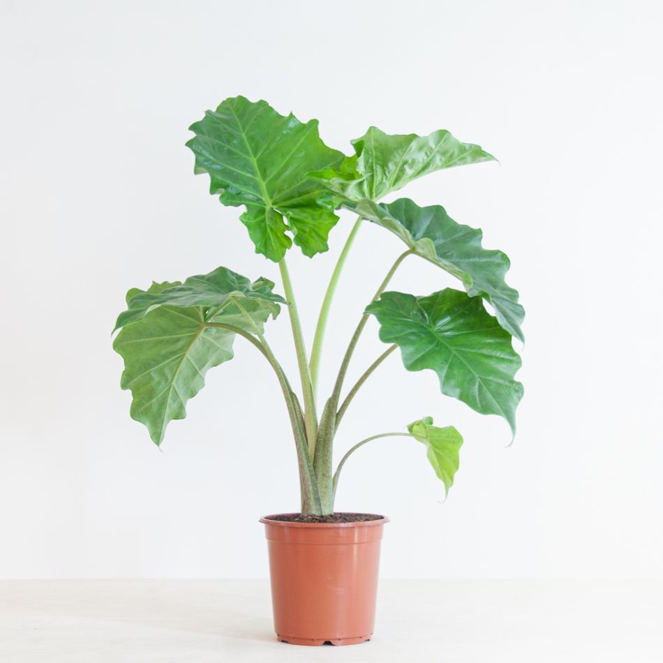 Alocasia Portadora - P21