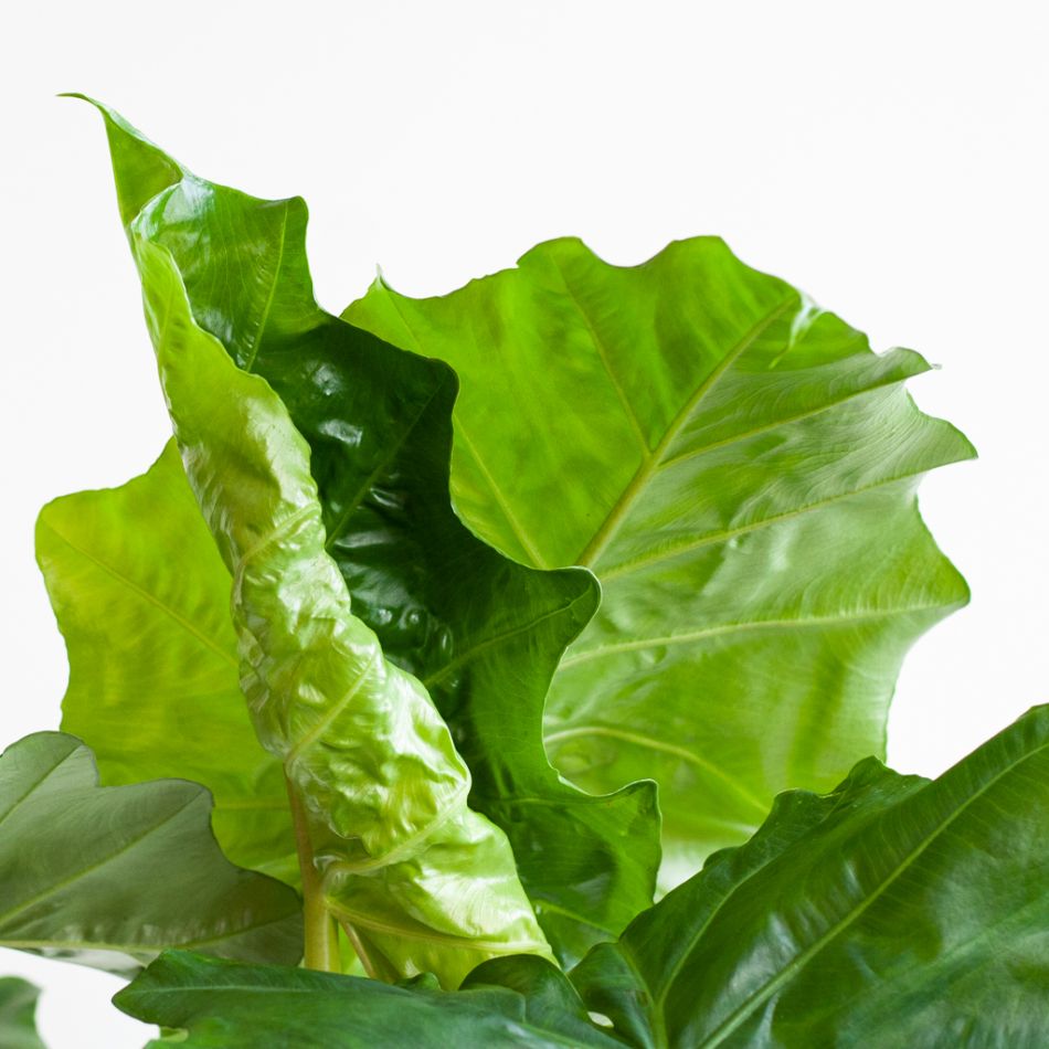 Alocasia Portadora - P21