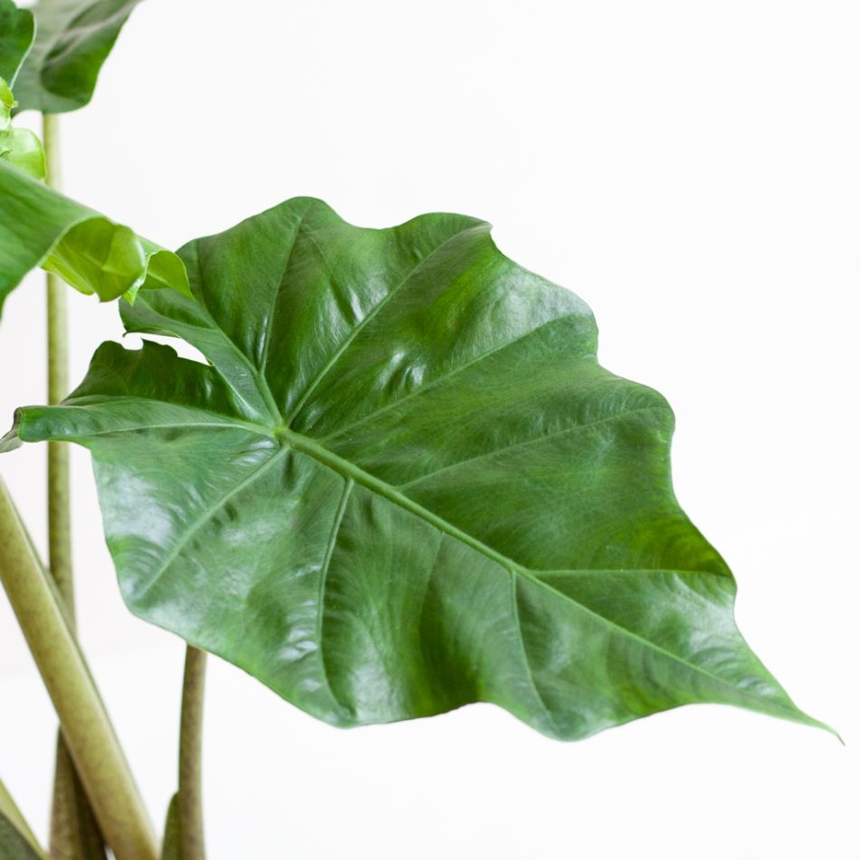 Alocasia Portadora - P21