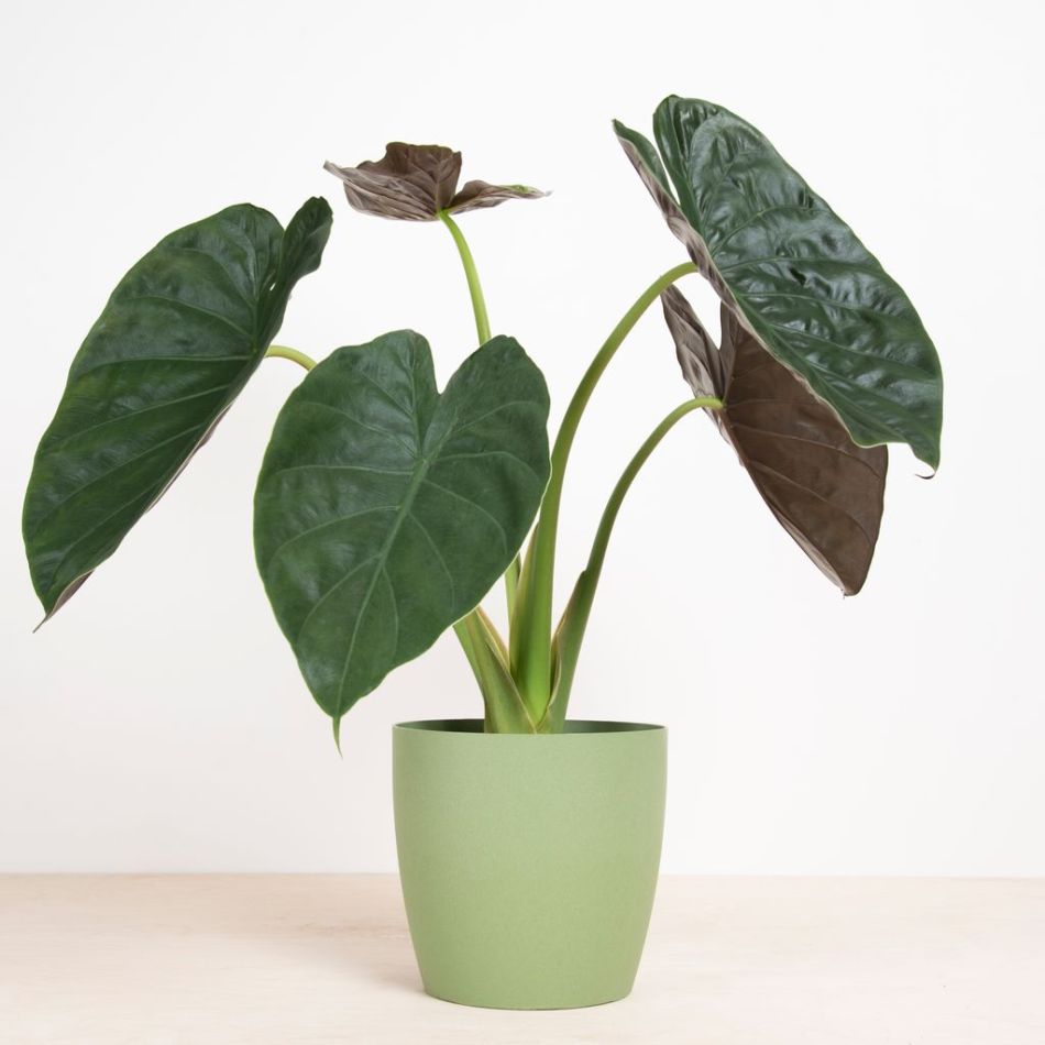 Alocasia-Wentii-2