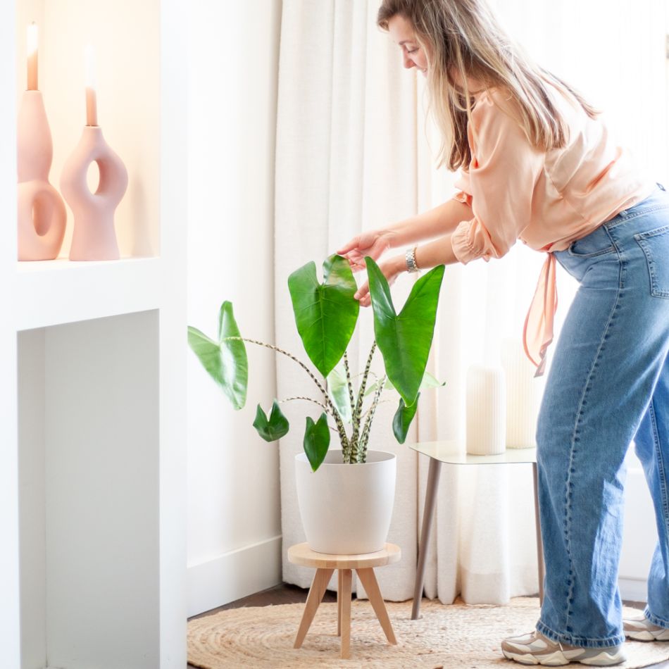 Alocasia zebrina plant