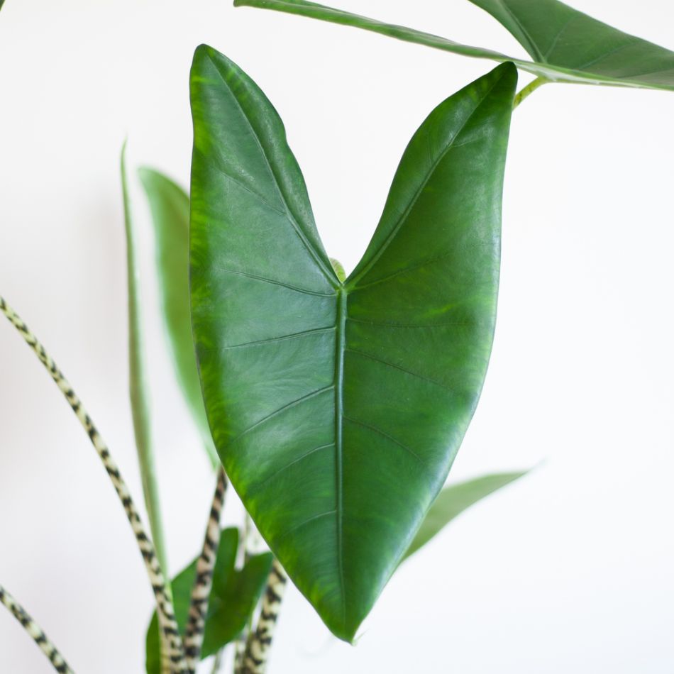 Alocasia Zebrina - Olifantsoor - P19