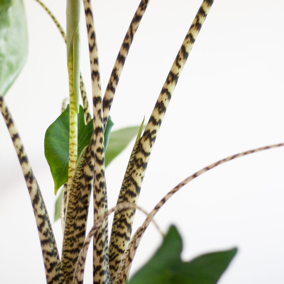 Alocasia Zebrina - Olifantsoor - P19